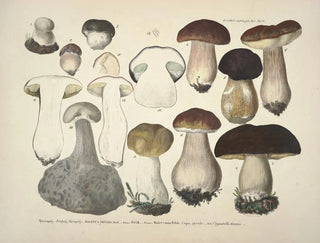 J V Krombholz - Naturgetreue Abblidungen und Beschreibungen der essbaren schadlichen und verdachtigen Schwamme Pl31.webp