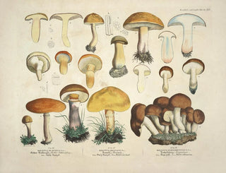 J V Krombholz - Naturgetreue Abblidungen und Beschreibungen der essbaren schadlichen und verdachtigen Schwamme Pl34.webp
