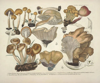J V Krombholz - Naturgetreue Abblidungen und Beschreibungen der essbaren schadlichen und verdachtigen Schwamme Pl42.webp