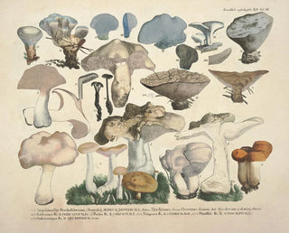 J V Krombholz - Naturgetreue Abblidungen und Beschreibungen der essbaren schadlichen und verdachtigen Schwamme Pl50.webp