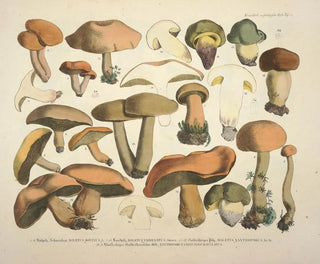 J V Krombholz - Naturgetreue Abblidungen und Beschreibungen der essbaren schadlichen und verdachtigen Schwamme Pl75.webp