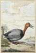 Fuligule milouin - Jabes Heenck — visning af kunstværket