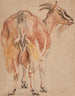Ged - Jacob Jordaens — visning af kunstværket