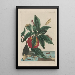 Jacob LAdmiral - Naauwkeurige Waarneemingen van veele gestaltverwisselende gekorvene diertjes Pl13.webp