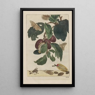 Jacob LAdmiral - Naauwkeurige Waarneemingen van veele gestaltverwisselende gekorvene diertjes Pl18.webp