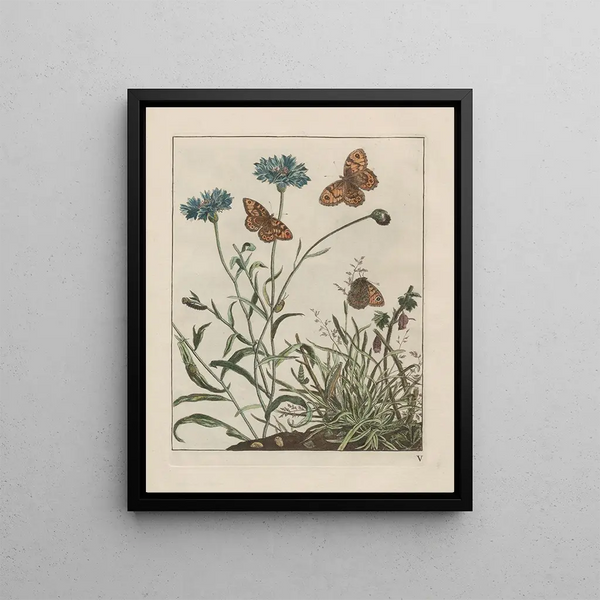 Jacob LAdmiral - Naauwkeurige waarneemingen omtrent de veranderingen van veele insekten of gekorvene diertjes Pl06.webp