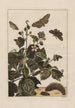 L Observationer præcise om transformationerne af mange insekter eller små dyr metamorfoseret Maleri Pl32 - Jacob L'Admiral — visning af kunstværket
