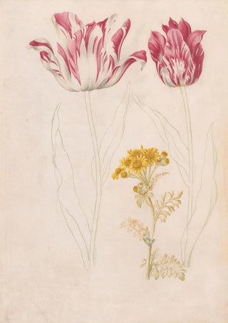 Jacob Marrel - Twee tulpen en een takje met gele bloemen.webp