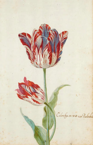 Jacob Marrel - Two Red And White Tulips.webp