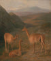 Vigognes - Jacques-Laurent Agasse — visning af kunstværket