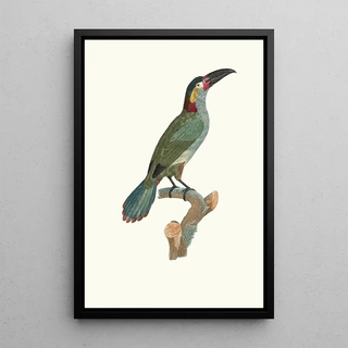 Jacques Barraband - LAracari Koulik femelle.webp