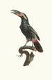 L'Aracari Koulik han af Guyana - Jacques Barraband — visning af kunstværket