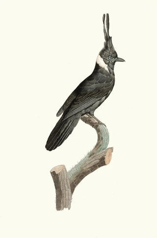 Jacques Barraband - Le Geai Noir Collier blanc.webp