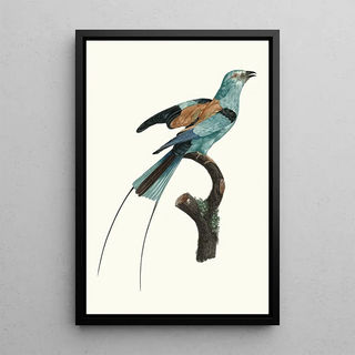 Jacques Barraband - Le Rollier long brins dAfrique mle.webp