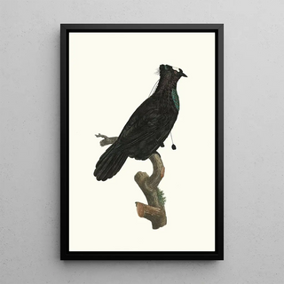 Jacques Barraband - Le Sifilet dans ltat de repos.webp