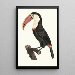 Jacques Barraband - Le Tocan.webp