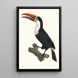 Jacques Barraband - Le Tocan Collier jaune.webp