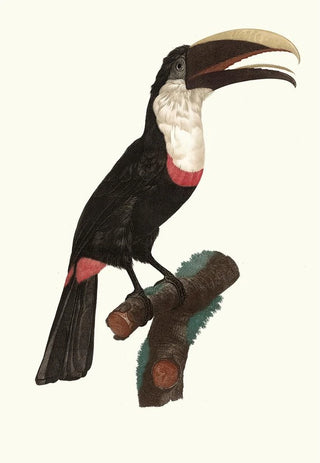 Jacques Barraband - Le Tocards.webp