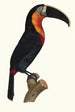 Le grand Toucan gorge orange - Jacques Barraband — visning af kunstværket