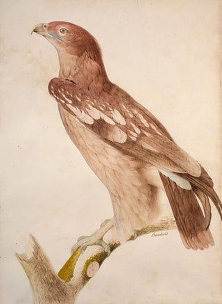 Jacques Barraband - Spotted eagle.webp