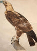 L'Aigle de Thèbes - Jacques Barraband — visning af kunstværket