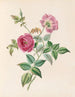 La Rose - James Ackerman — visning af kunstværket