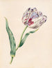La Tulipe - James Ackerman — visning af kunstværket