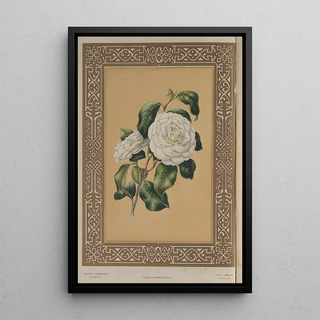 James Andrews - The Camellia.webp