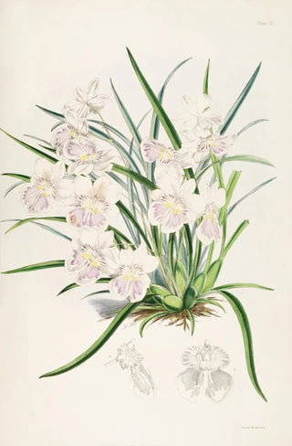 James Bateman - A monograph of Odontoglossum Pl02.webp