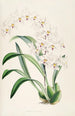 En monografi af Odontoglossum Pl04 - James Bateman — visning af kunstværket