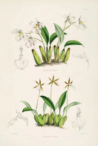 James Bateman - A monograph of Odontoglossum Pl12.webp