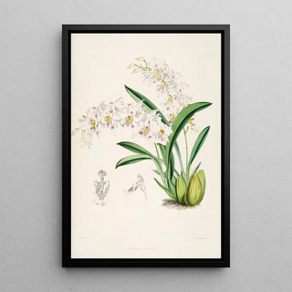 James Bateman - A monograph of Odontoglossum Pl13.webp