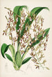 En monografi af Odontoglossum Pl15 - James Bateman — visning af kunstværket