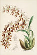 En monografi af Odontoglossum Pl16 - James Bateman — visning af kunstværket