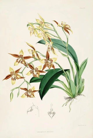 James Bateman - A monograph of Odontoglossum Pl19.webp