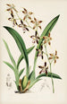 En monografi af Odontoglossum Pl20 - James Bateman — visning af kunstværket