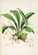 En monografi af Odontoglossum Pl23 - James Bateman — visning af kunstværket
