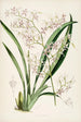En monografi af Odontoglossum Pl25 - James Bateman — visning af kunstværket