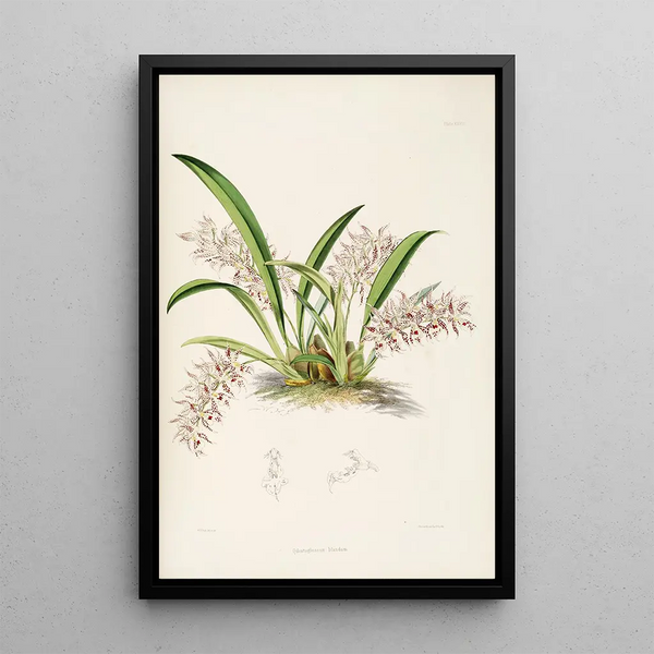 James Bateman - A monograph of Odontoglossum Pl27.webp