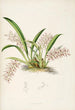 En monografi af Odontoglossum Pl27 - James Bateman — visning af kunstværket