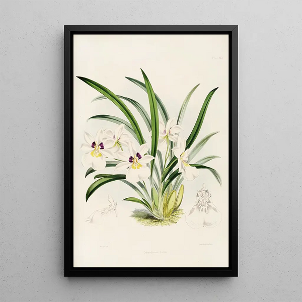 James Bateman - A monograph of Odontoglossum Pl29.webp