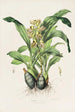 Catasetum Maculatum - James Bateman — visning af kunstværket