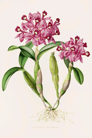 James Bateman - Cattleya Skinneri.webp