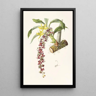 James Bateman - Cycnoches Egertonianum.webp