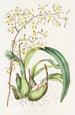 Epidendrum Alatum - James Bateman — visning af kunstværket