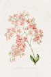 Epidendrum Erubescens - James Bateman — visning af kunstværket