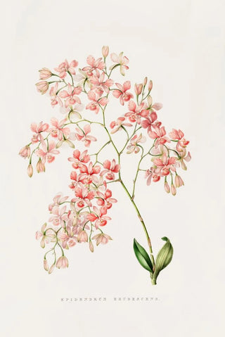 James Bateman - Epidendrum Erubescens.webp