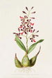 Epidendrum Macrochilum - James Bateman — visning af kunstværket