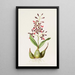Epidendrum Macrochilum - James Bateman — indrammet kunstværk på væggen