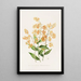 Epidendrum Polyanthum - James Bateman — indrammet kunstværk på væggen